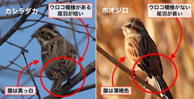 カシラダカとホオジロの見分け方 世話要らずの庭 カシラダカとホオジロの見分け方 世話要らずの庭
