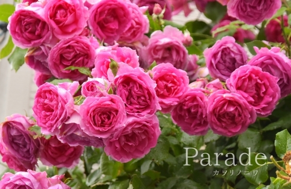 庭で一番華やかな薔薇 : カヲリノニワ