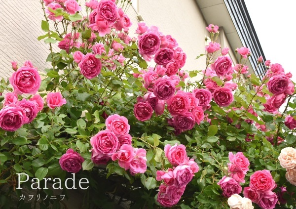 庭で一番華やかな薔薇 カヲリノニワ