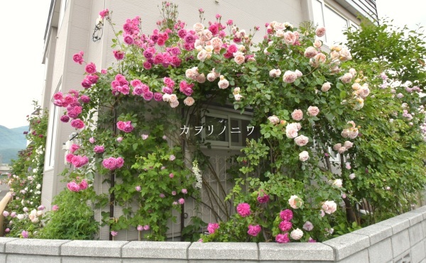庭で一番華やかな薔薇 カヲリノニワ 庭で一番華やかな薔薇 カヲリノニワ