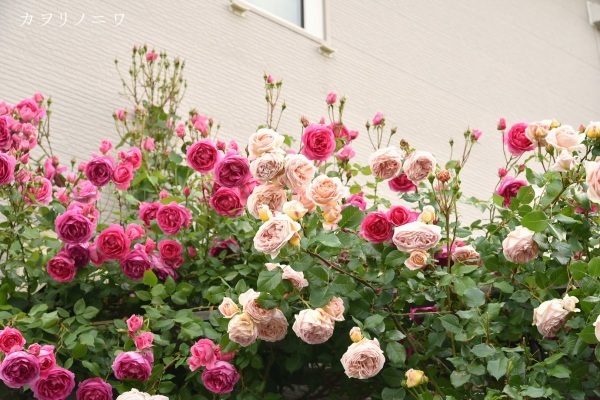 庭で一番華やかな薔薇 カヲリノニワ