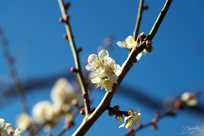 根岸森林公園の梅林　No2_f0344614_22101931.jpg