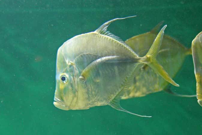 葛西臨海水族園：ブラジル沿岸～見おろす魚、豚魚に翔ぶ魚_b0355317_18072991.jpg