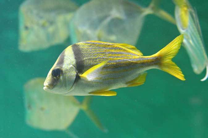 葛西臨海水族園：ブラジル沿岸～見おろす魚、豚魚に翔ぶ魚_b0355317_18164981.jpg