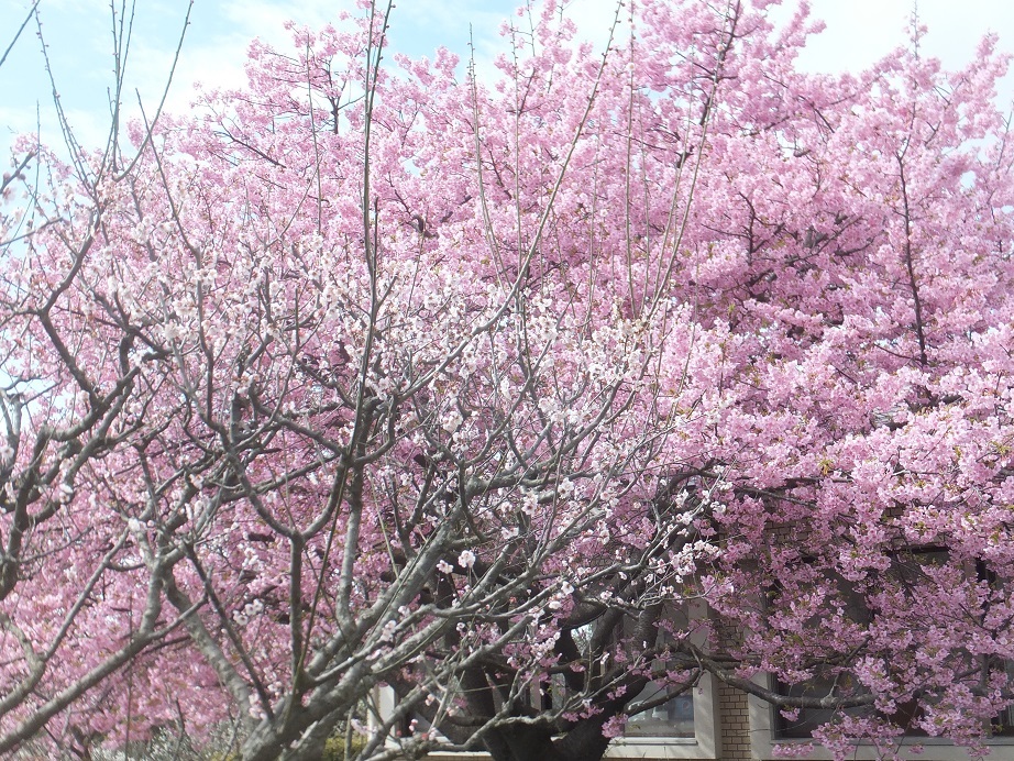 7かには　もう河津桜が満開！スモモの花も満開です_a0126618_16560221.jpg