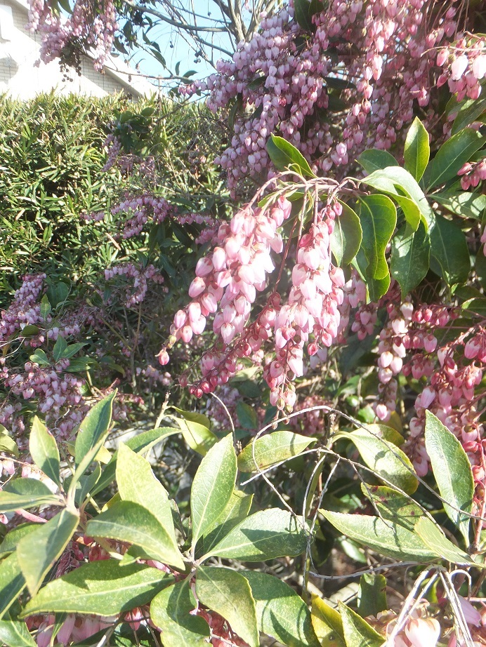 7かには　もう河津桜が満開！スモモの花も満開です_a0126618_17024506.jpg