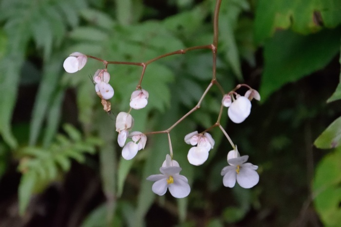 山野草 絶滅危惧種 キリギシソウ 15B 植物 | dretiennemaritz.co.za