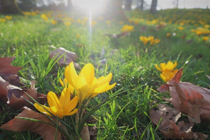 クロッカス　Crocus_b0403234_00023703.jpg