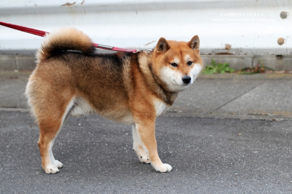 若い柴犬1.5才と4才と7才に出会えました(^^♪_e0052135_16143706.jpg