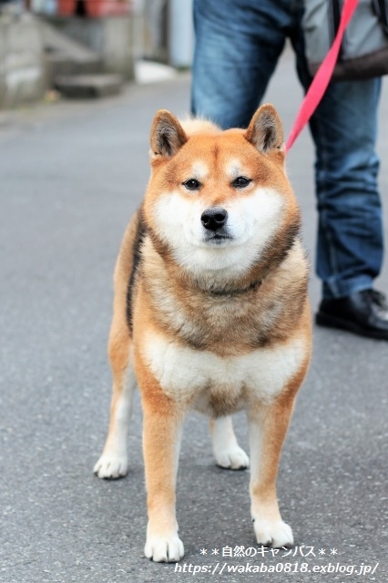 若い柴犬1.5才と4才と7才に出会えました(^^♪_e0052135_16144078.jpg