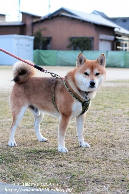 若い柴犬1.5才と4才と7才に出会えました(^^♪_e0052135_16144582.jpg