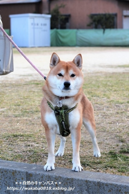 若い柴犬1.5才と4才と7才に出会えました(^^♪_e0052135_16144814.jpg