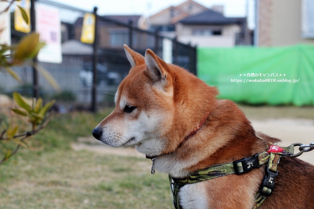 若い柴犬1.5才と4才と7才に出会えました(^^♪_e0052135_16145137.jpg