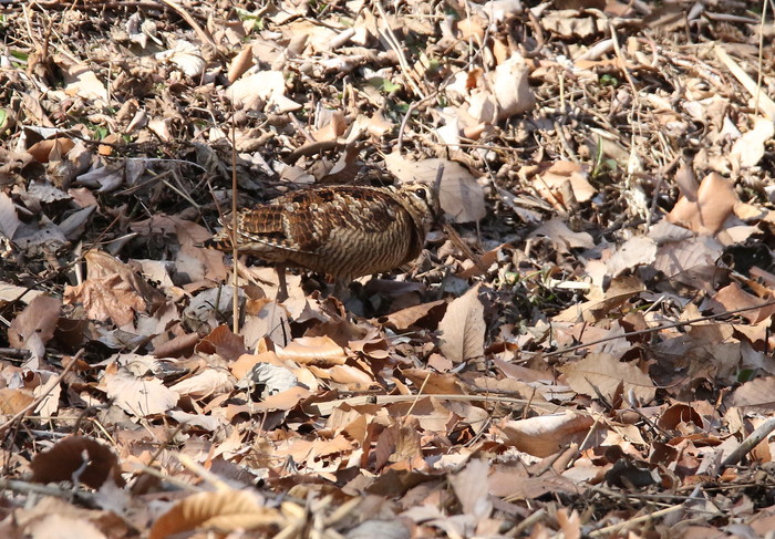 近場の公園　２月２日_f0275135_1444379.jpg