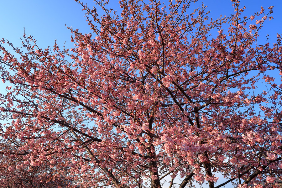 朝比奈川の河津桜（2月17日）_d0377637_22321157.jpg