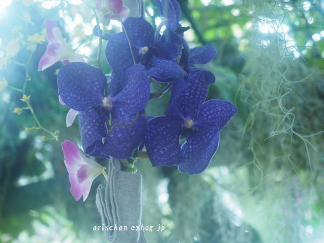 牧野植物園の蘭展２０１９☆_f0295238_13243757.jpg