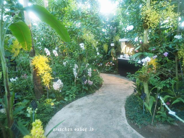 牧野植物園の蘭展２０１９☆_f0295238_13263457.jpg