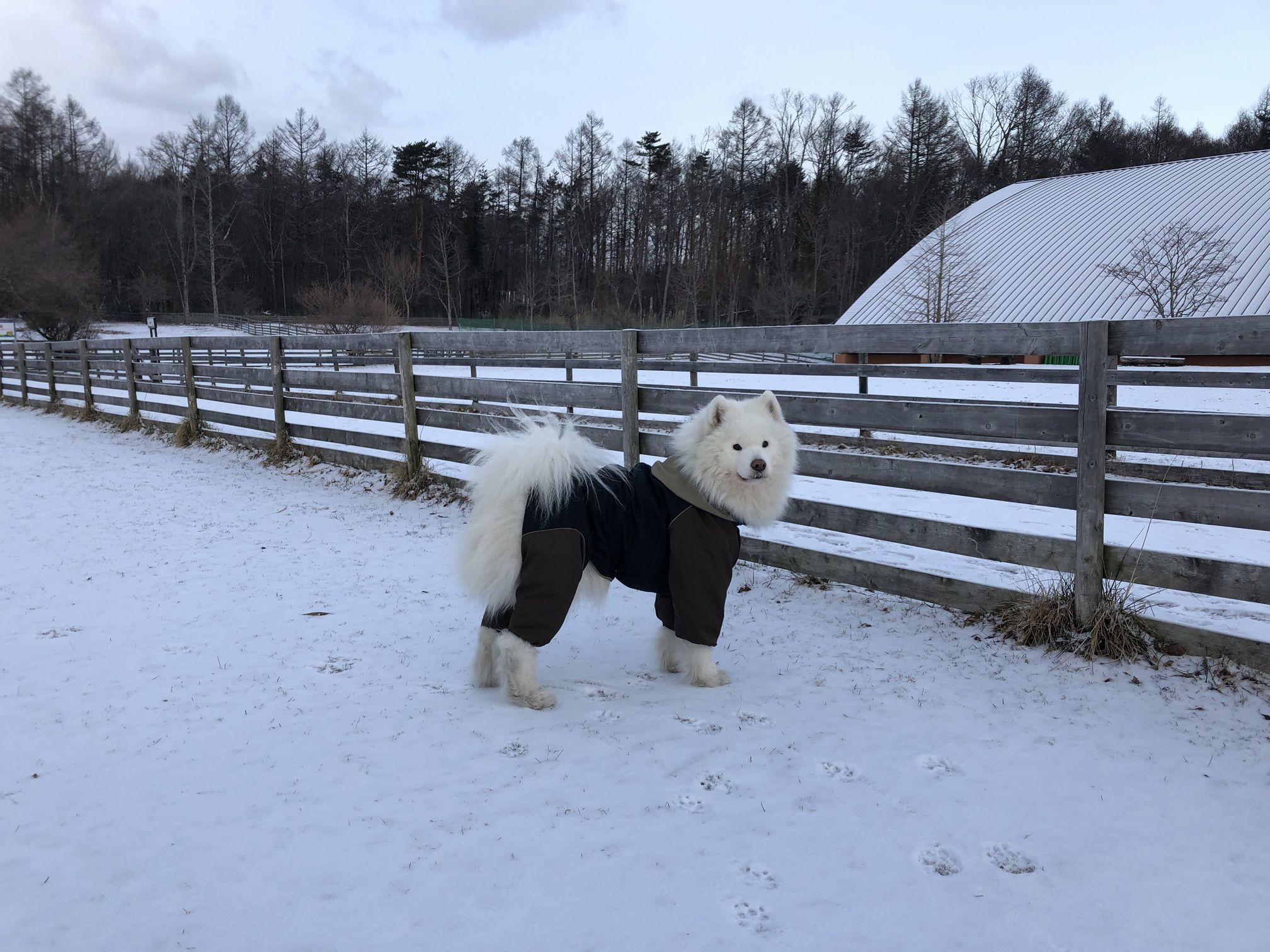 2019年ワフ 雪遊びオフ その3_f0128542_02452778.jpg