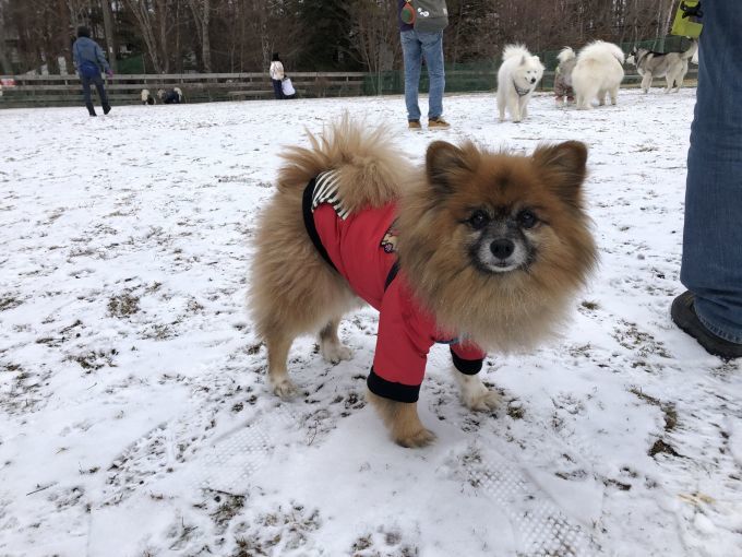 ２０１９年ワフ　雪遊びオフ　その３_f0128542_02501511.jpg