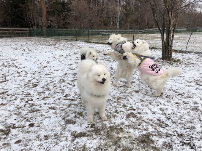 2019年ワフ 雪遊びオフ その3_f0128542_02522524.jpg