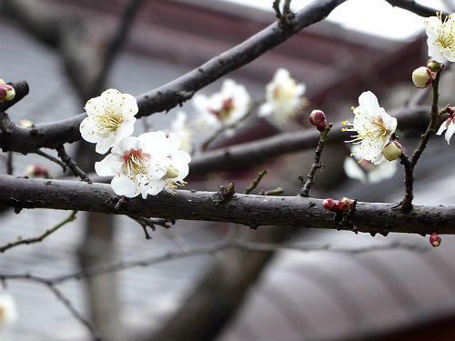 2月初旬の愛宕神社_d0039443_12115739.jpg