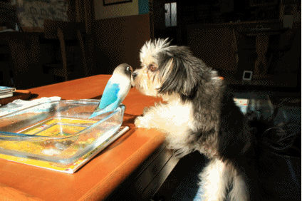 c0145250_08314646.gif