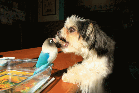 c0145250_16124110.gif