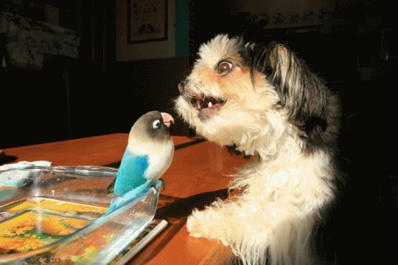 c0145250_16125374.gif