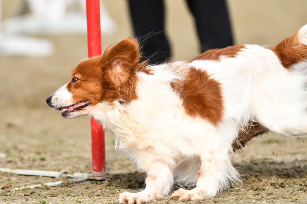 JKC福岡アペックスクラブアジリティー競技会　2019/02/09 #8_d0230464_15203051.jpg