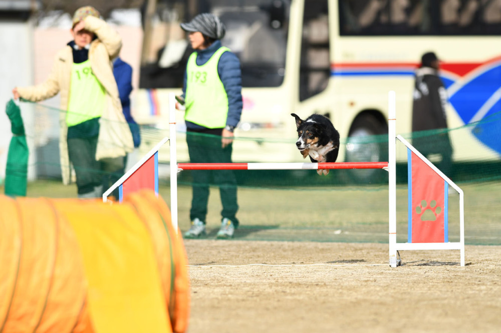 JKC福岡アペックスクラブアジリティー競技会　2019/02/09 #8_d0230464_15215191.jpg