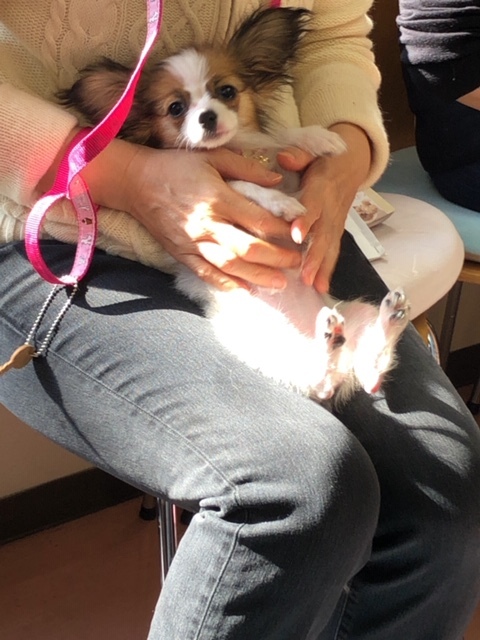 パピー教室(2019・2・17)_e0367571_21181054.jpg