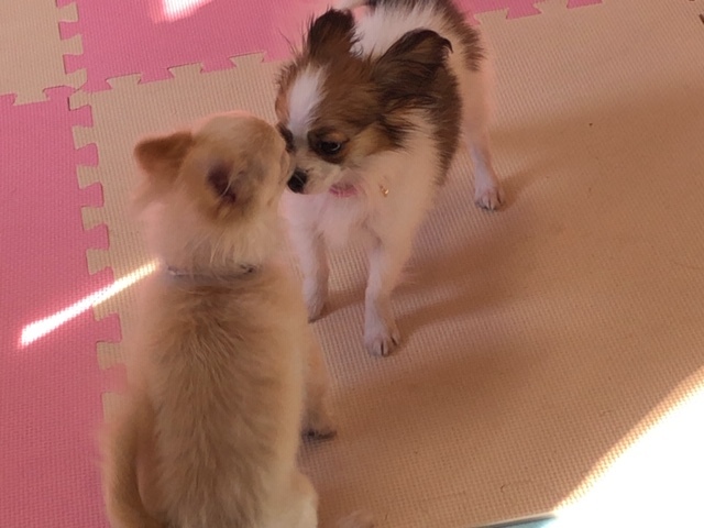 パピー教室(2019・2・17)_e0367571_21182455.jpg