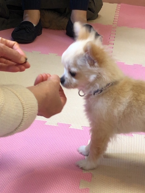 パピー教室(2019・2・17)_e0367571_21191338.jpg