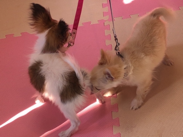 パピー教室(2019・2・17)_e0367571_21212974.jpg