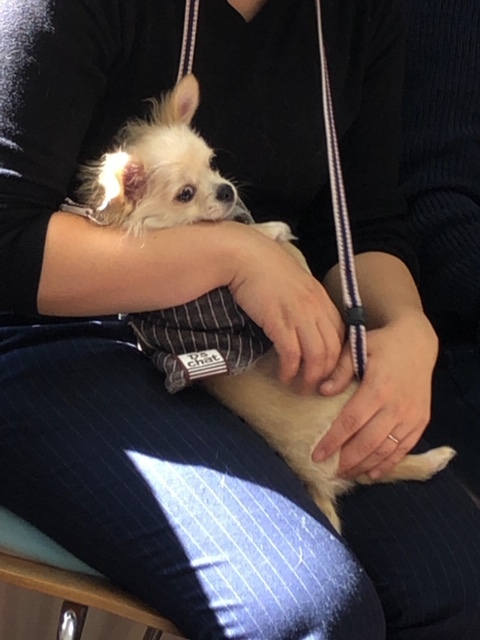 パピー教室(2019・2・17)_e0367571_21221074.jpg