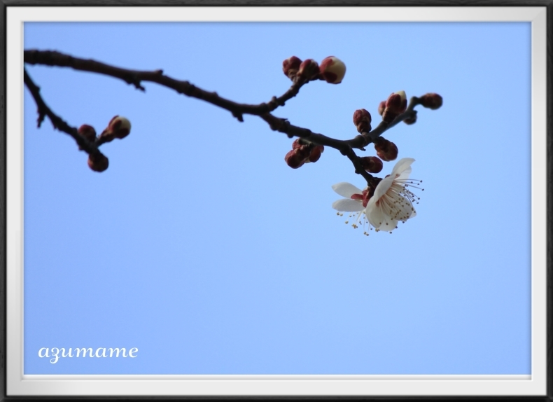 烏ヶ森公園の春を探して_d0376975_19433132.jpg