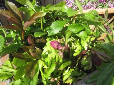 e0121583_17435050.jpg