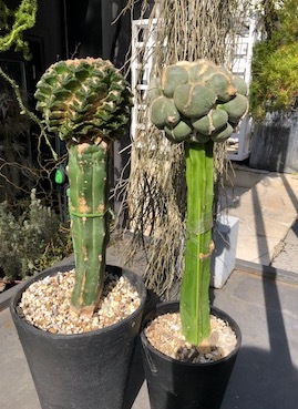 不思議な、、PLANTS_f0061394_10500996.jpg