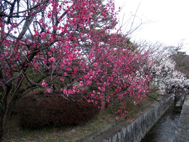 梅宮大社　梅が咲き始めた_e0048413_16025321.jpg