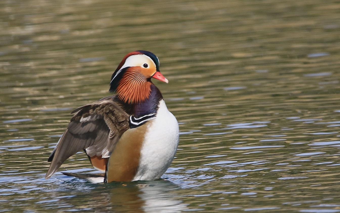 小さな公園のオシドリⅢ_f0364220_18201919.jpg