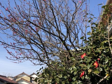 梅が咲いた_e0278522_20202977.jpeg