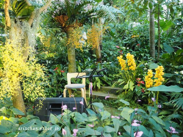 牧野植物園蘭展でコンサート♫_f0295238_09325032.jpg
