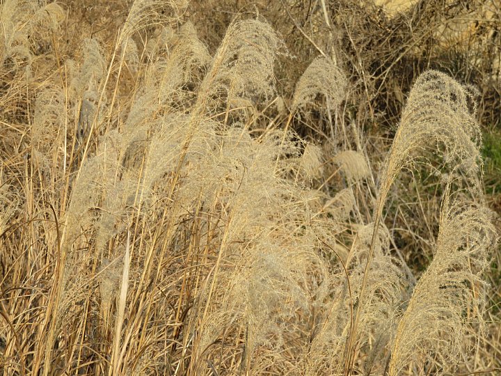 19年2月18日 河川敷の枯れススキ 今日の風に吹かれましょう