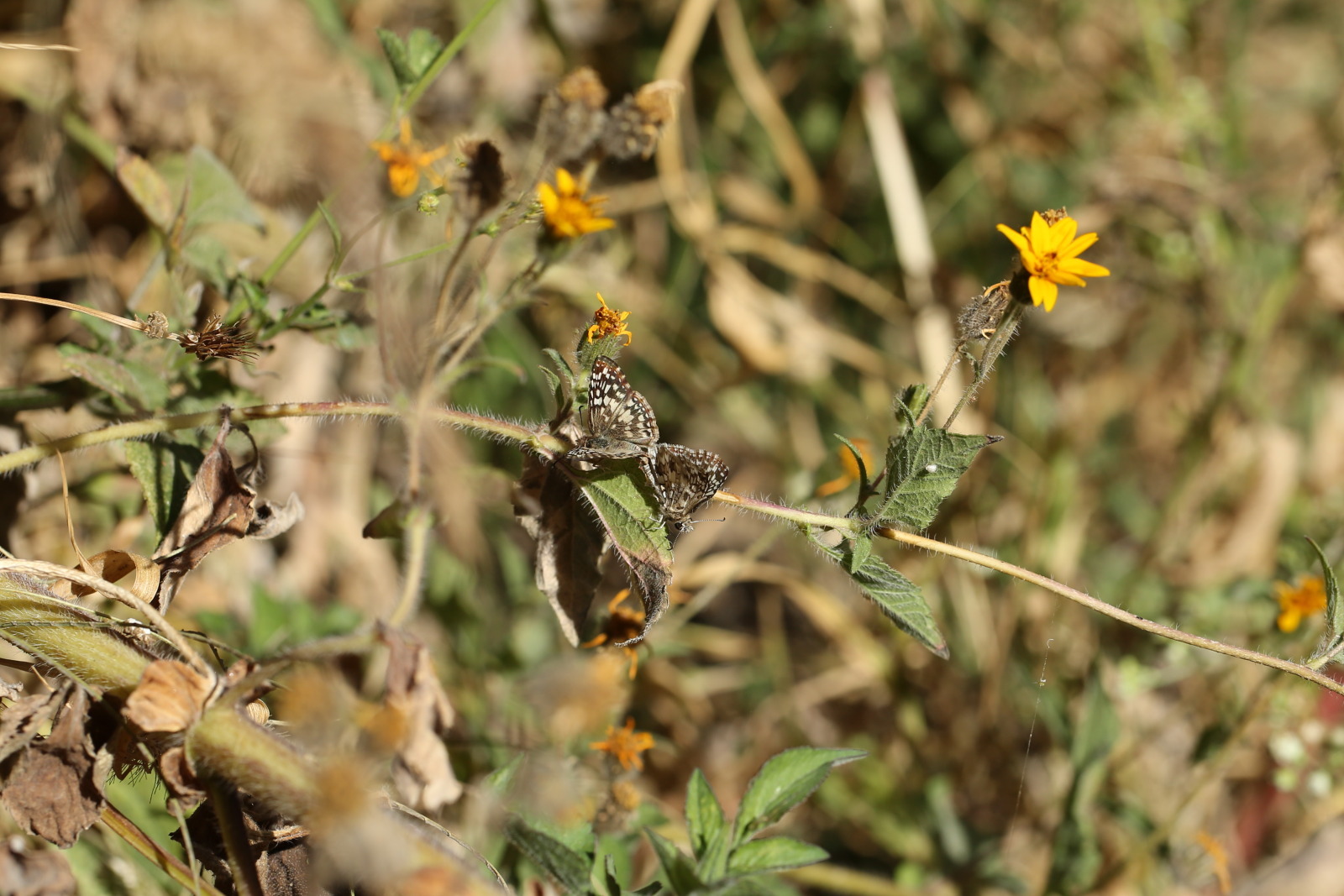 f0345350_10002459.jpg