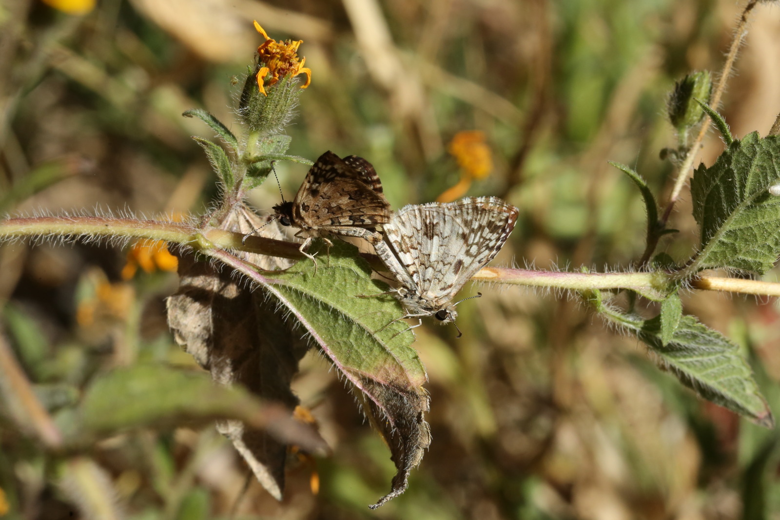 f0345350_10013724.jpg