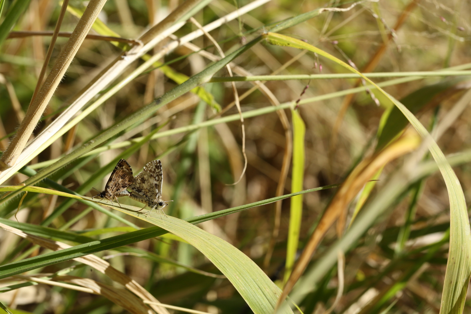 f0345350_10030311.jpg
