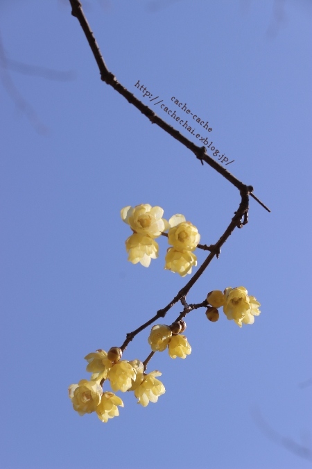 b0366862_20303918.jpg