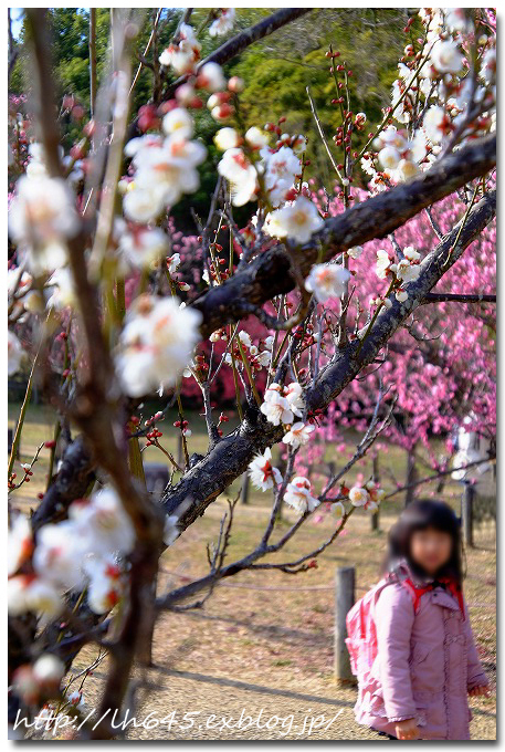 春は直ぐそこまで。馬見丘陵公園内を撮影。_c0178465_22351933.jpg