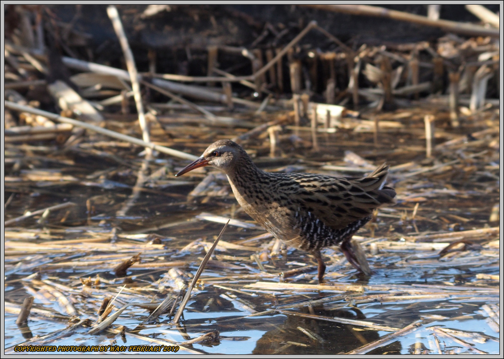 クイナとバンの若 野鳥の素顔 野鳥と日々の出来事