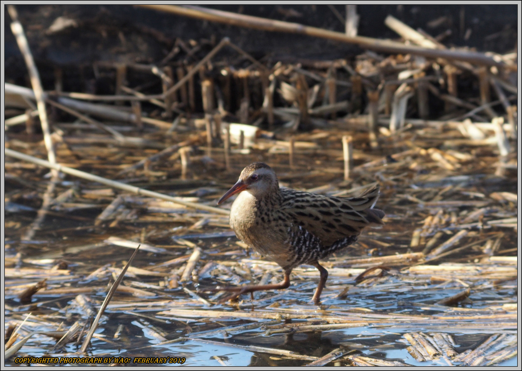 クイナとバンの若 野鳥の素顔 野鳥と日々の出来事